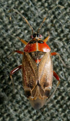 Réf. 304 153 : Harpocera thoracica